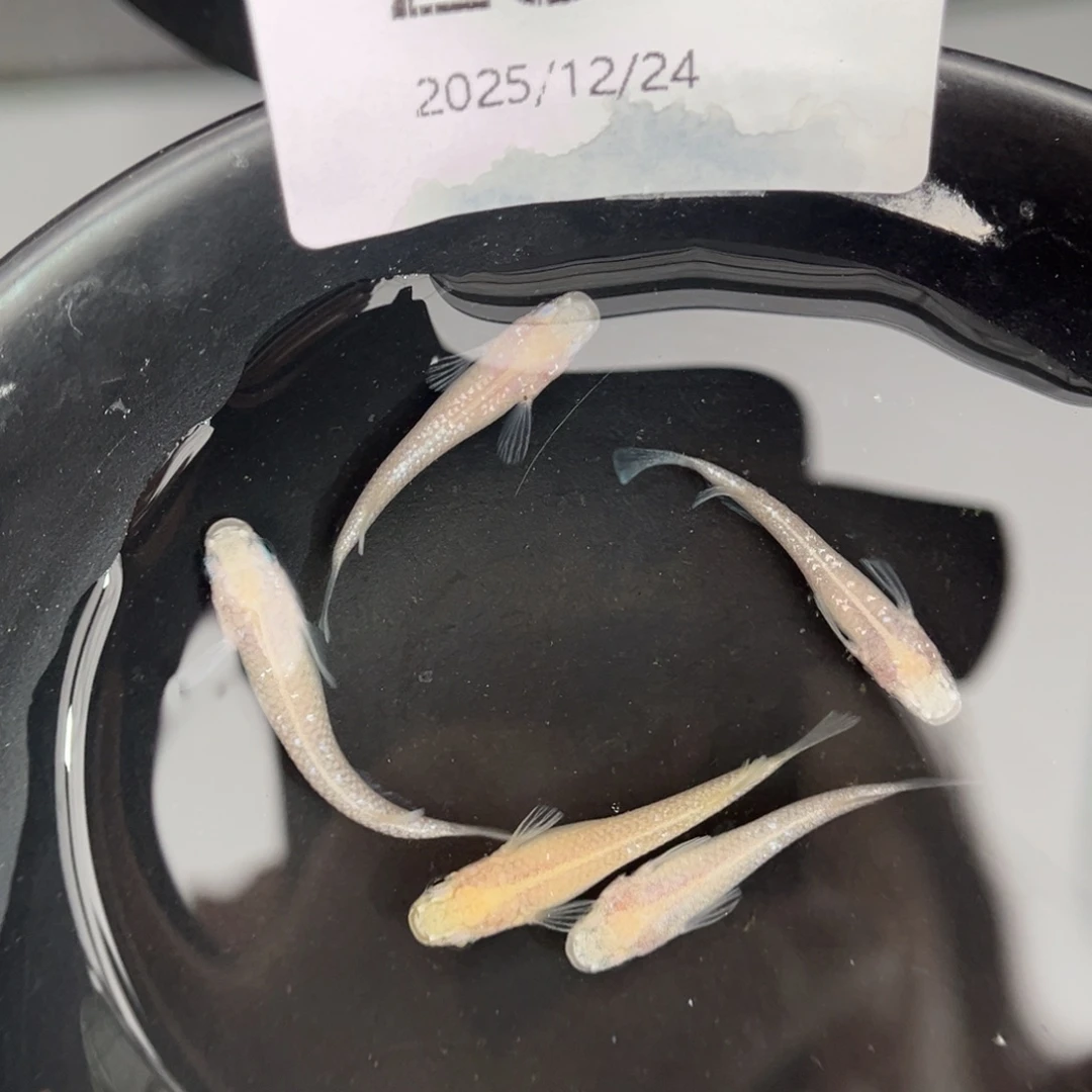 青鳉鱼234白雪公主五尾