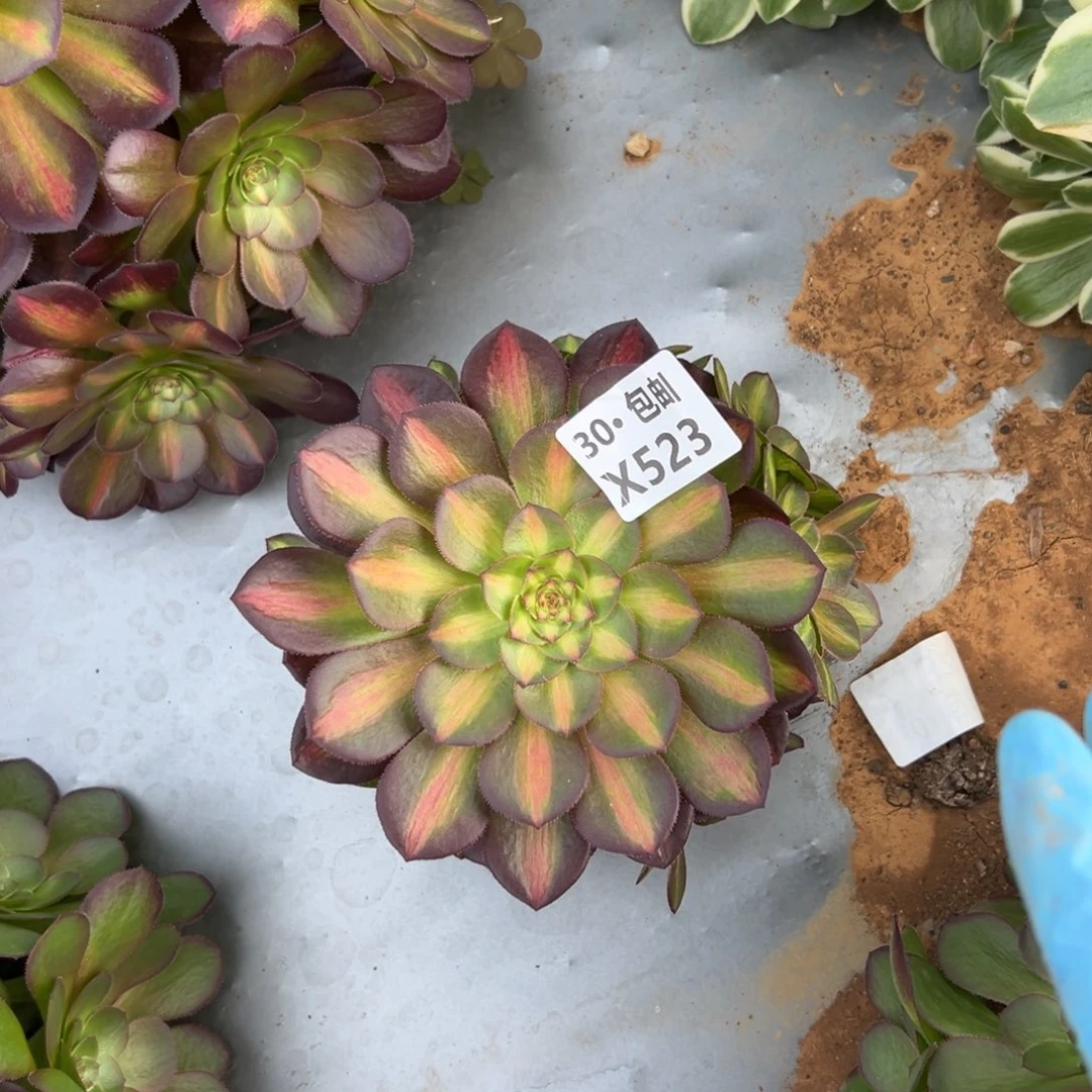 523红茶多肉法师