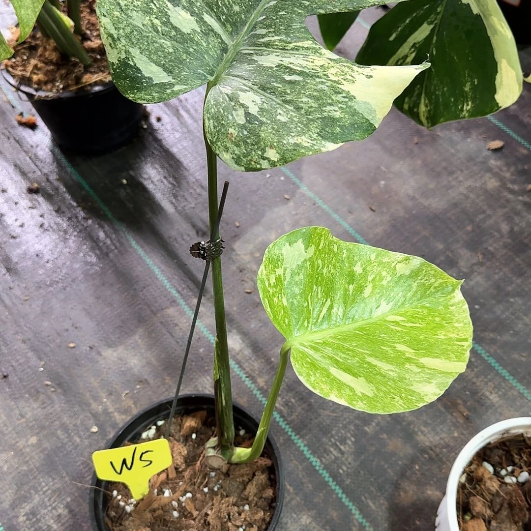 无花朵似**年绿雪段w5