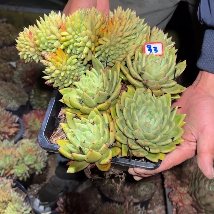 森***＊精品多肉植物老桩