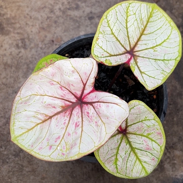 16-1106大红袍变异广东现货