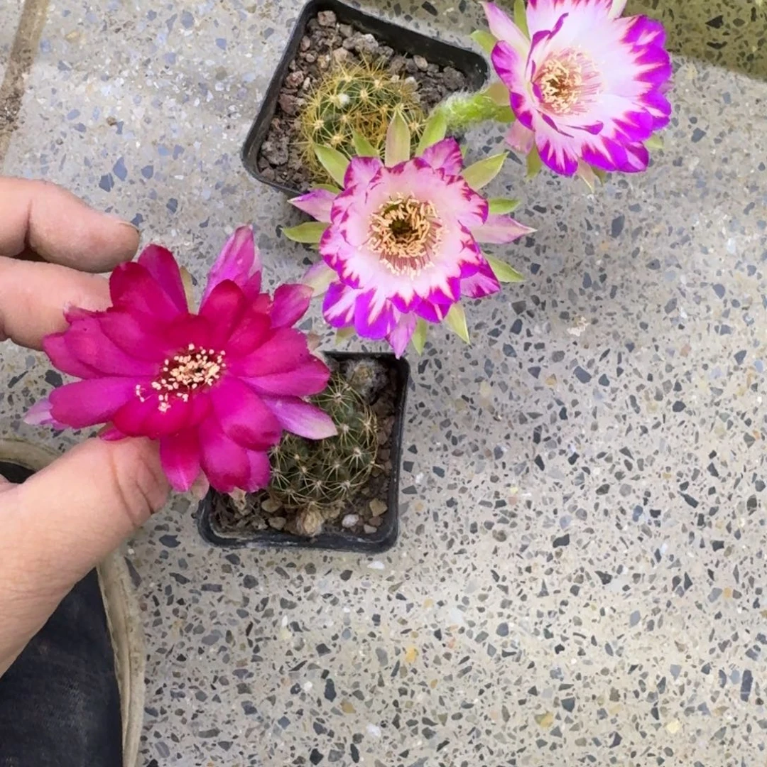261丽花脱土发货掰花软很小斑