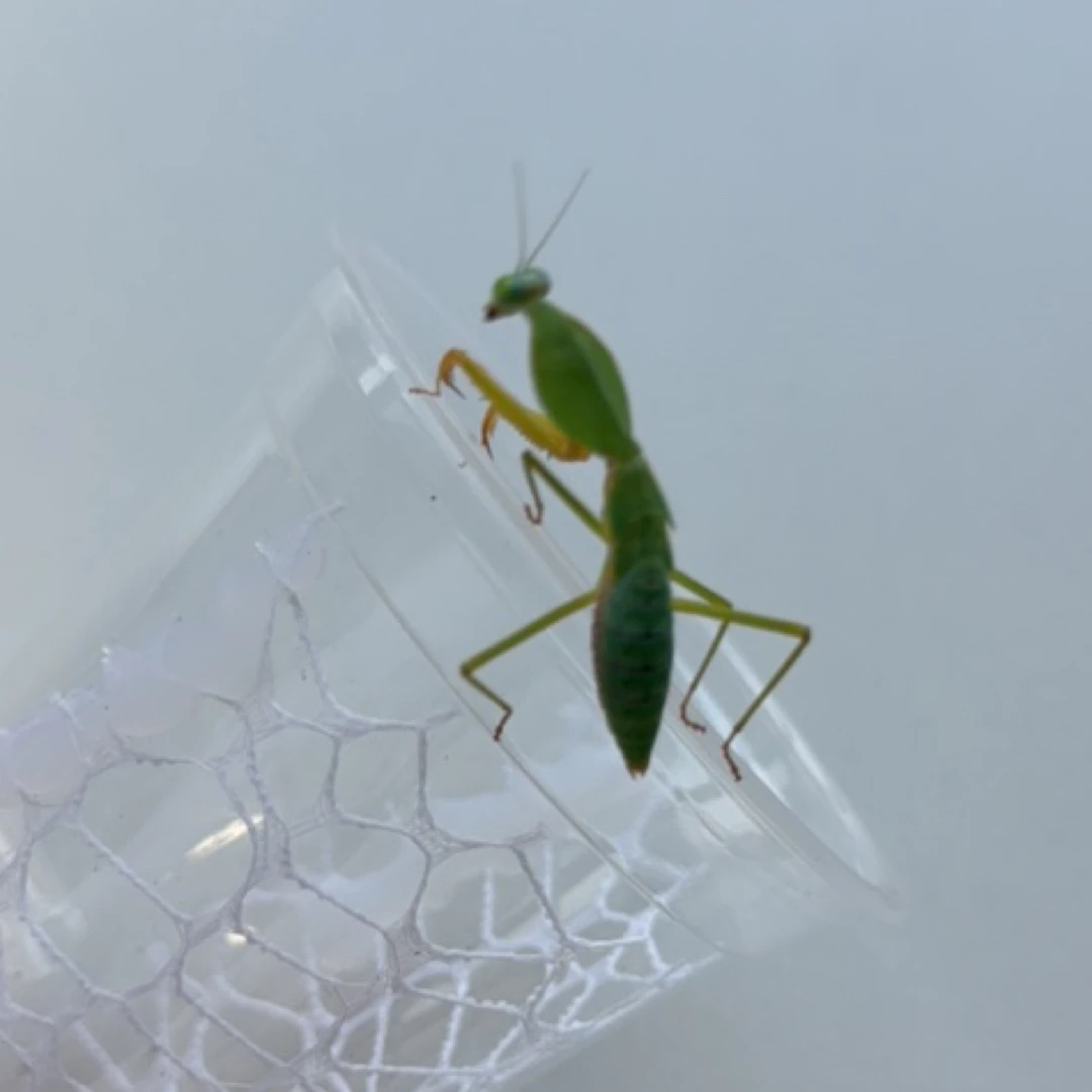 马盾螳螂爬宠会馆