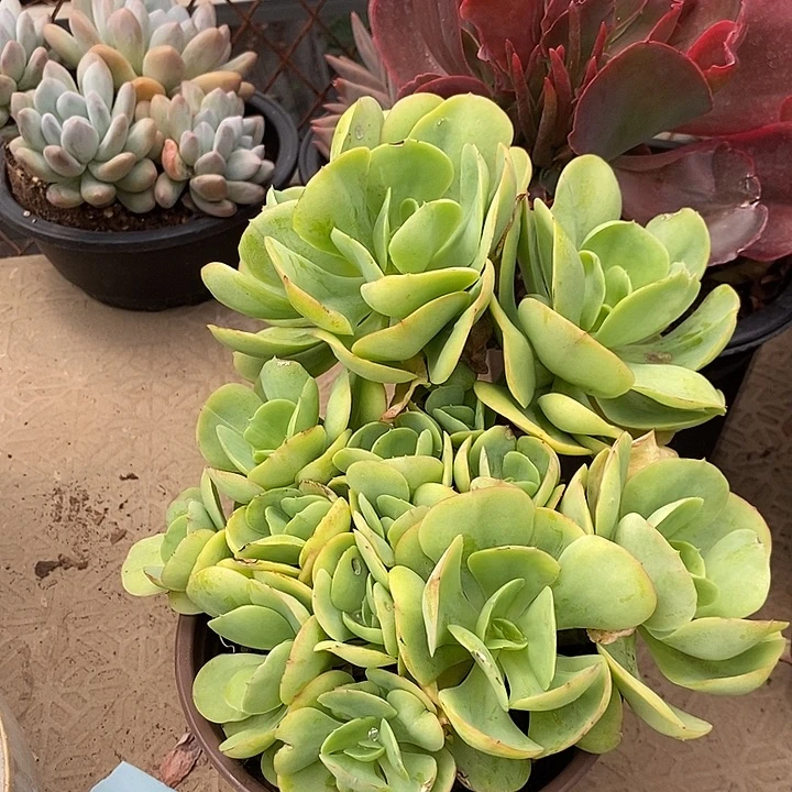 ****ꪶ记得拍冷链碧桃99