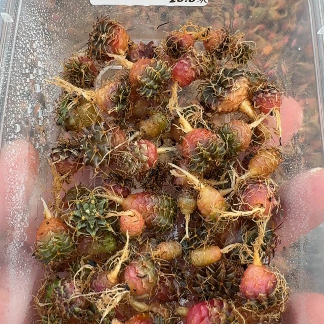 米哈实生自然锦练手球50颗左右165