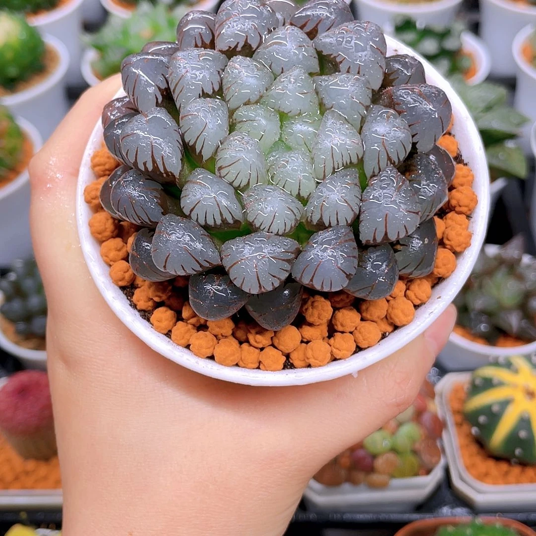 母本紫宝石冰灯，原盆