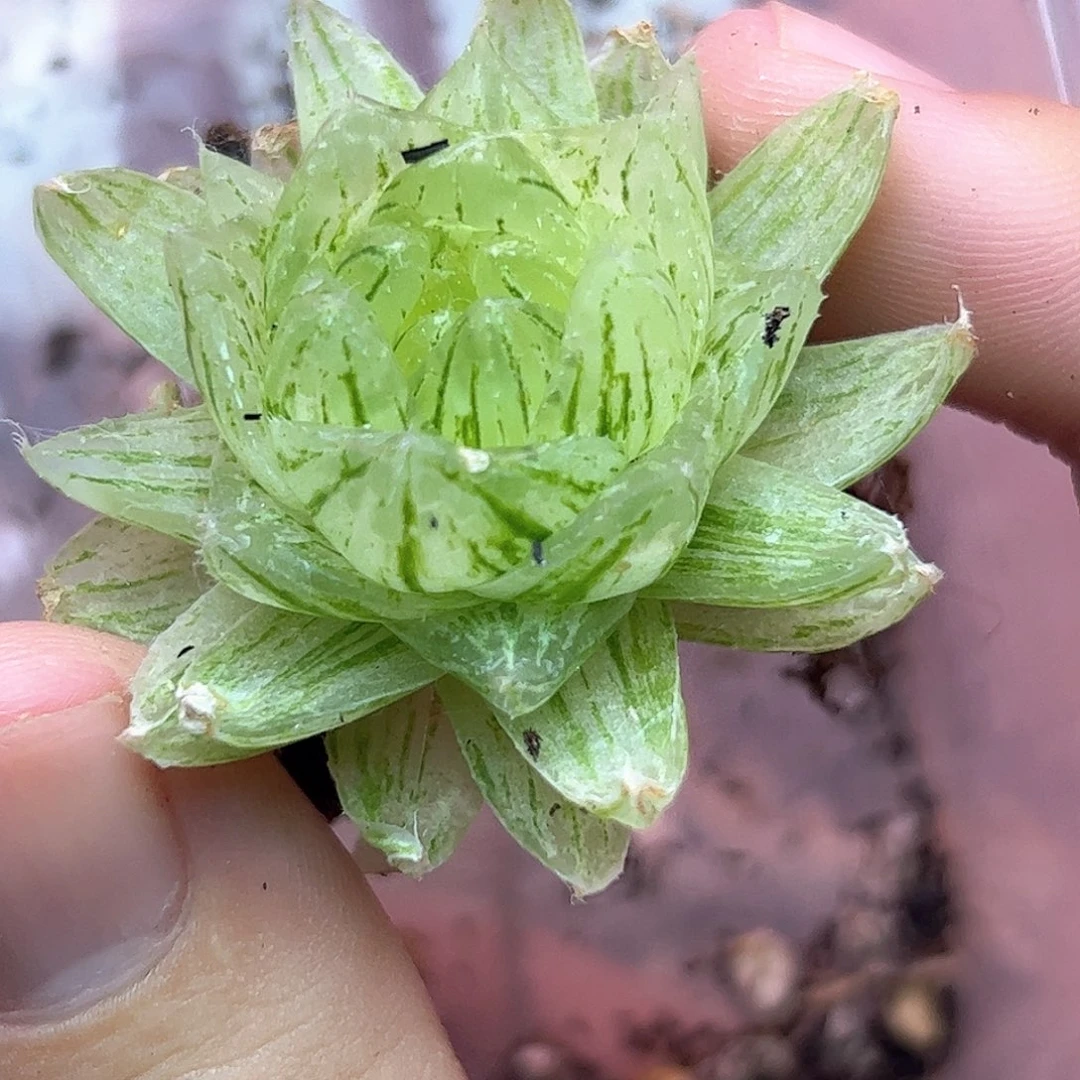 樱水晶锦十二卷多肉