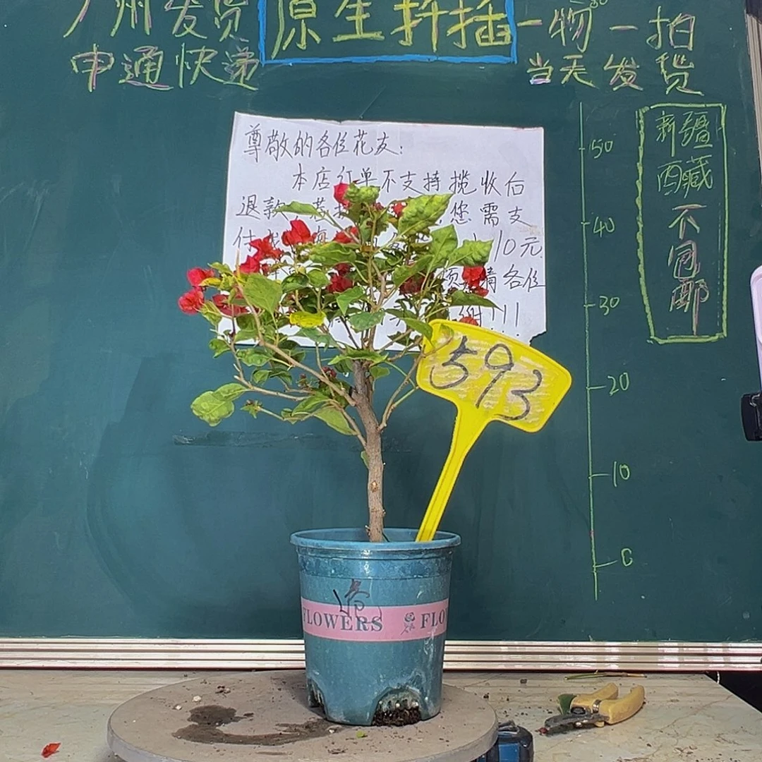 当前无花栽培后可以开花香港丽人593