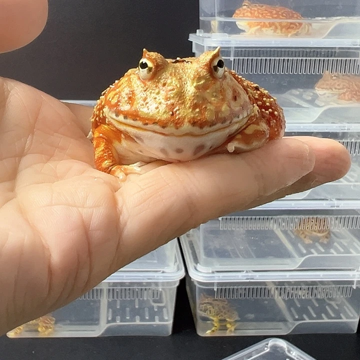 角蛙土龙角蛙6/7cm