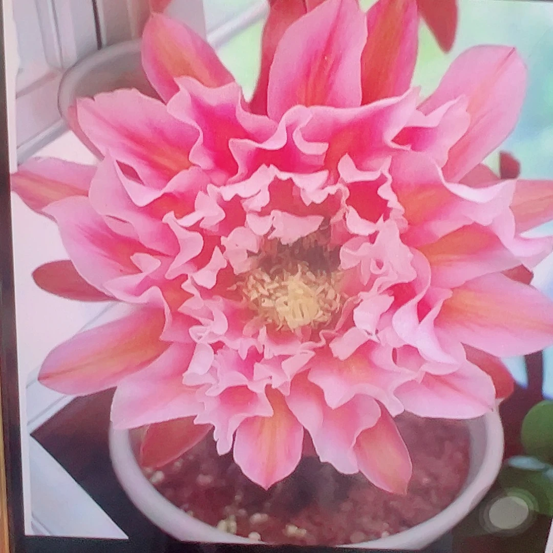 毛花柱 城堡  侧芽 满20包邮