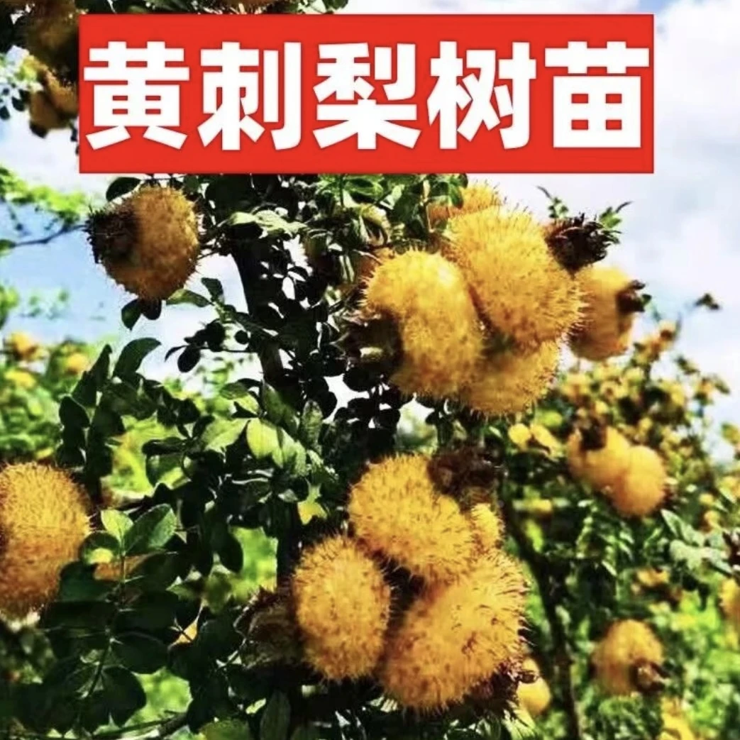 j梨树苗嫁接刺梨树果苗特大老品种梨苗南方北方庭院盆栽地栽