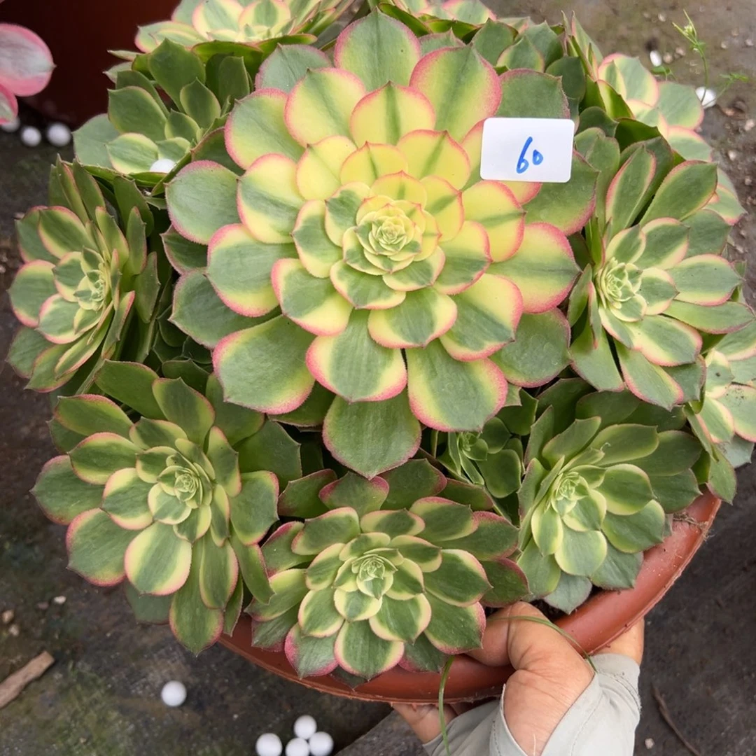 60玉芙蓉多肉植物系