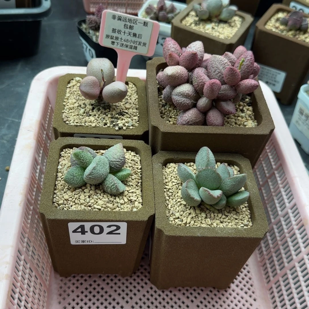 佳*糖果粉红哈密瓜绿猪肝洛神多肉植物