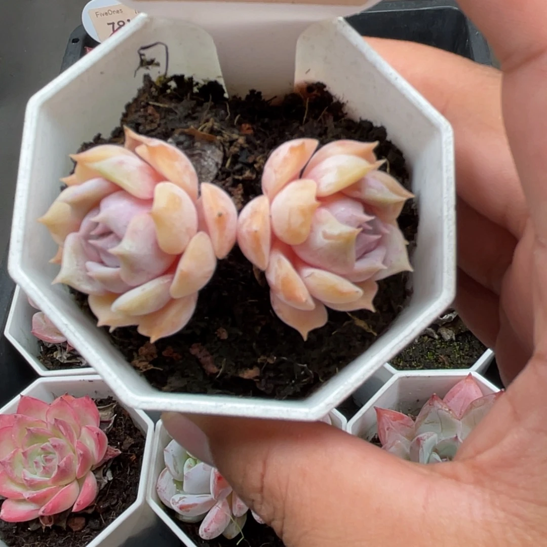 7203露娜莲 4.0厘米