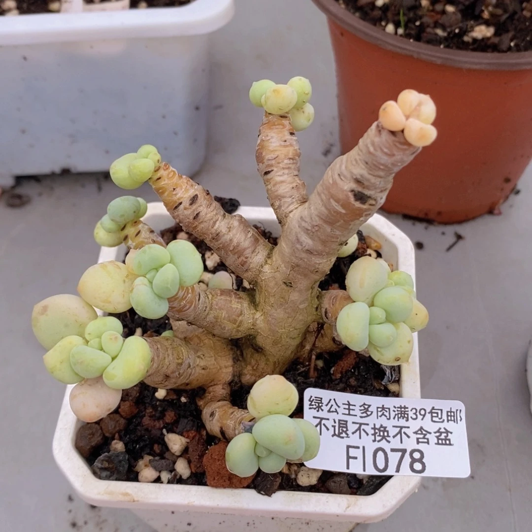 香水洛神老桩掉叶1078多肉植物