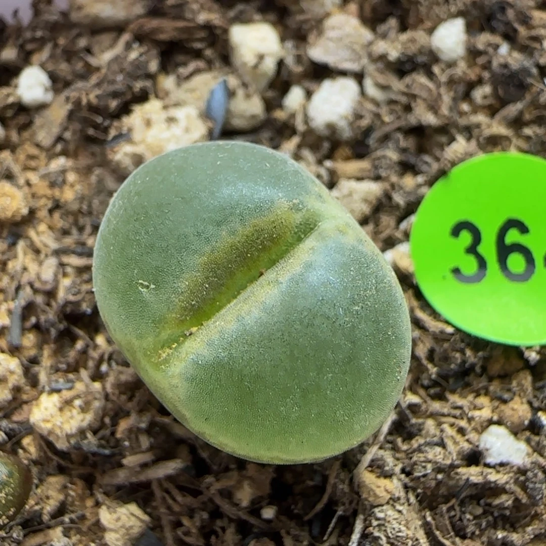 安格尼斯多肉植物364