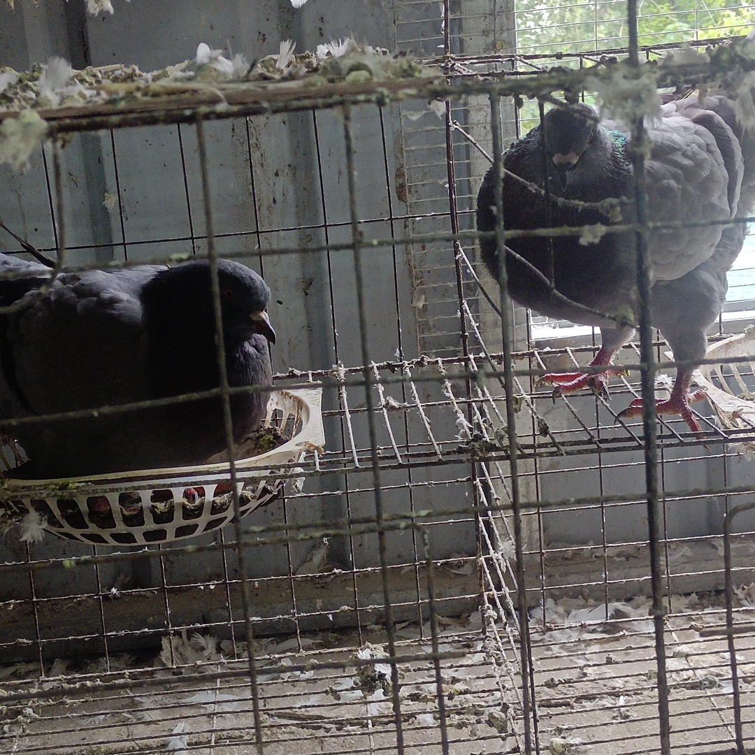 元宝种鸽一对 鸽子窝用品