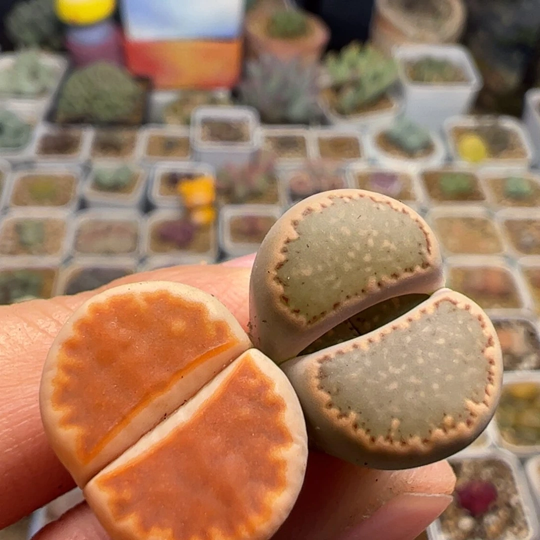 一组多肉植物百科758