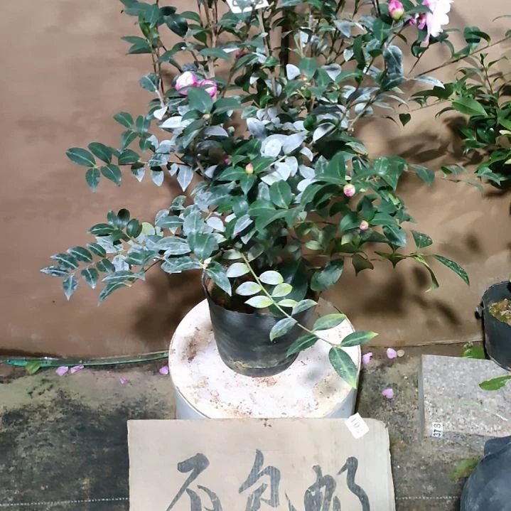 498英八，原盆原土发货，不包邮