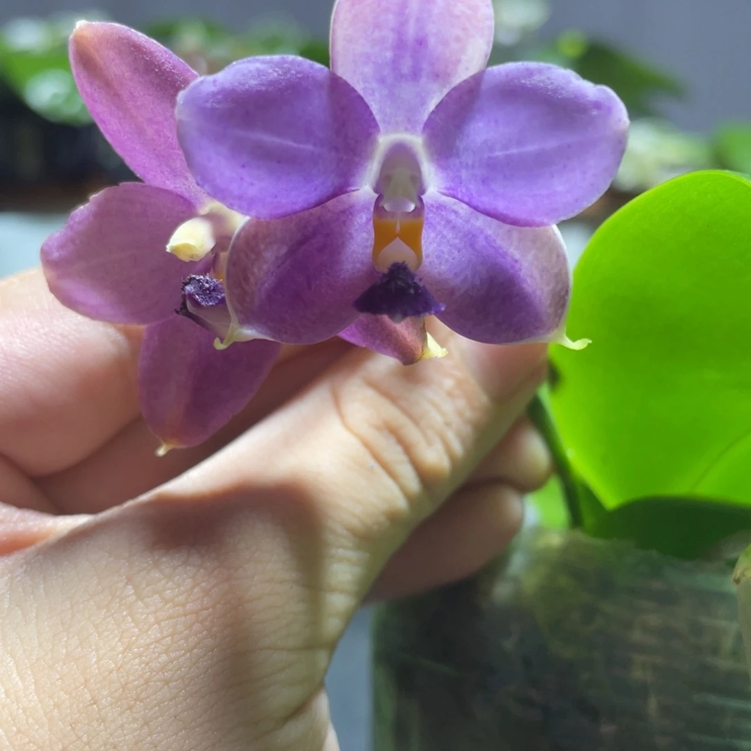 完全开放130叶瑕花期不保