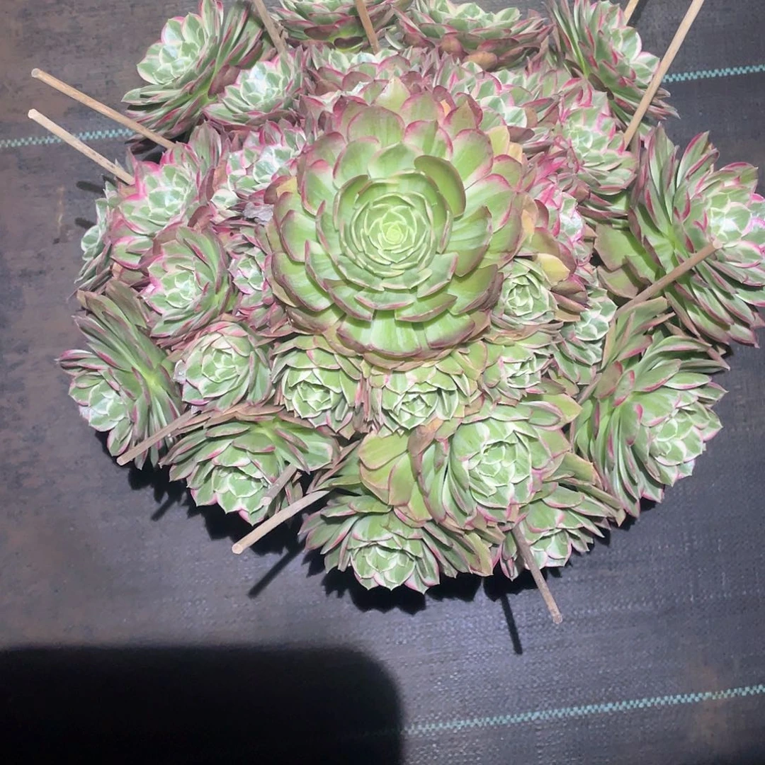 多肉植物莲花座77号