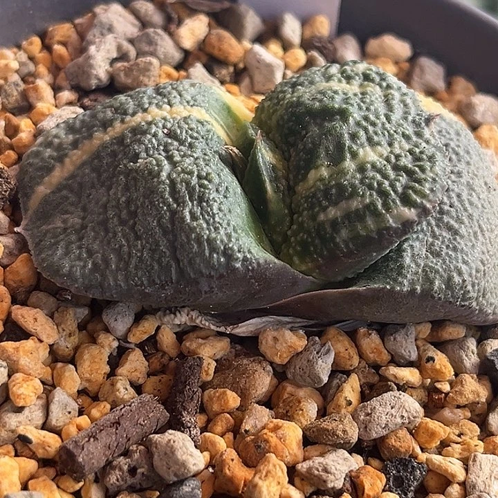 888脱土发货1111111111