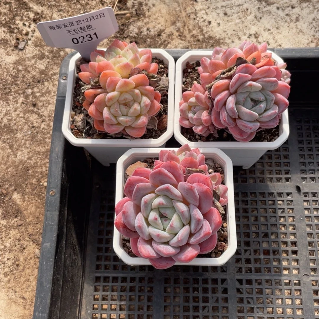 不包整散 盆子不售后0231