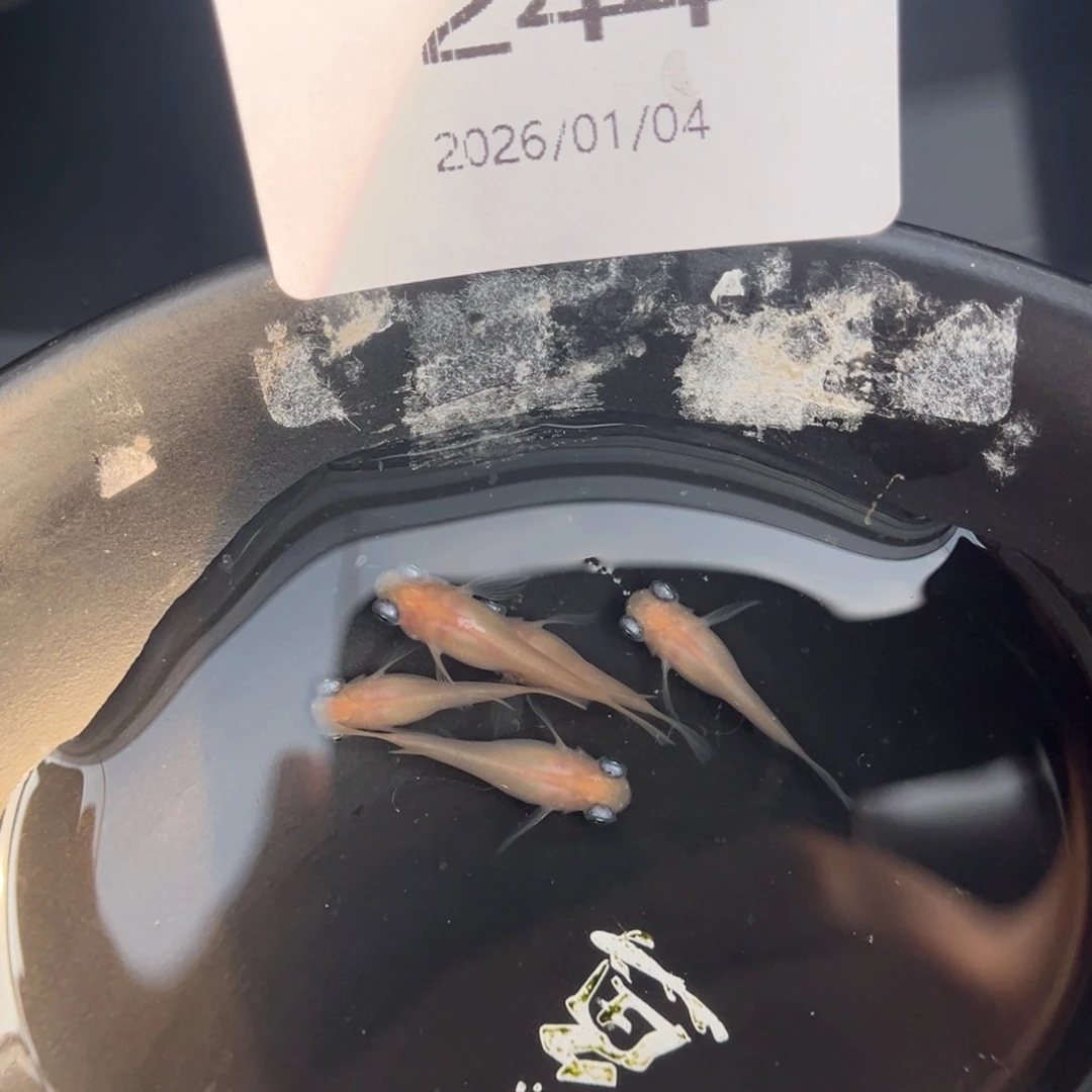 青鳉鱼244白出目五尾