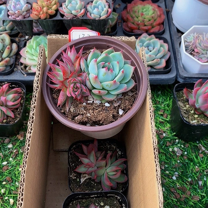 棒**～A133惊鸿仙子补差价