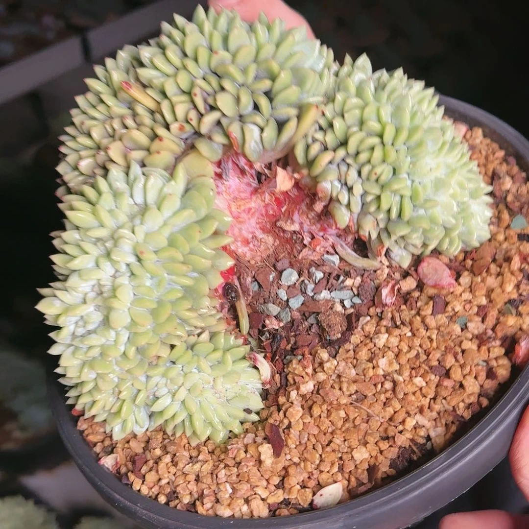 噉噉，星影缀100           肉