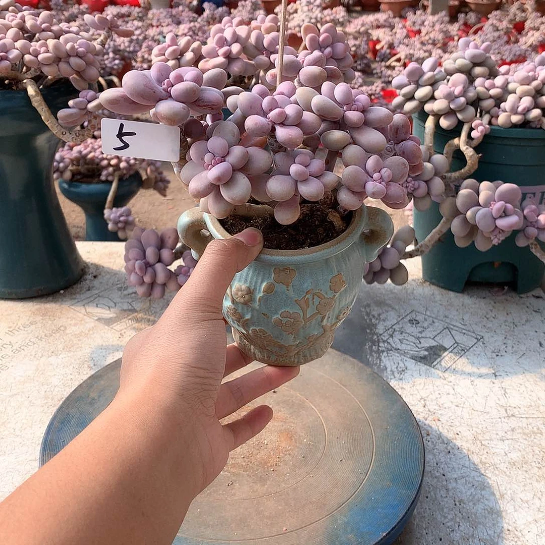 @***—5一物一拍桃蛋老桩带盆