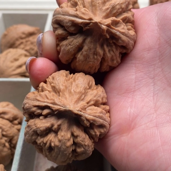 用***5霸王龙全品无修一刀没动