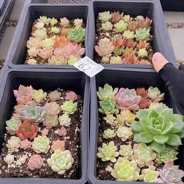 62 多肉植物盆栽花卉