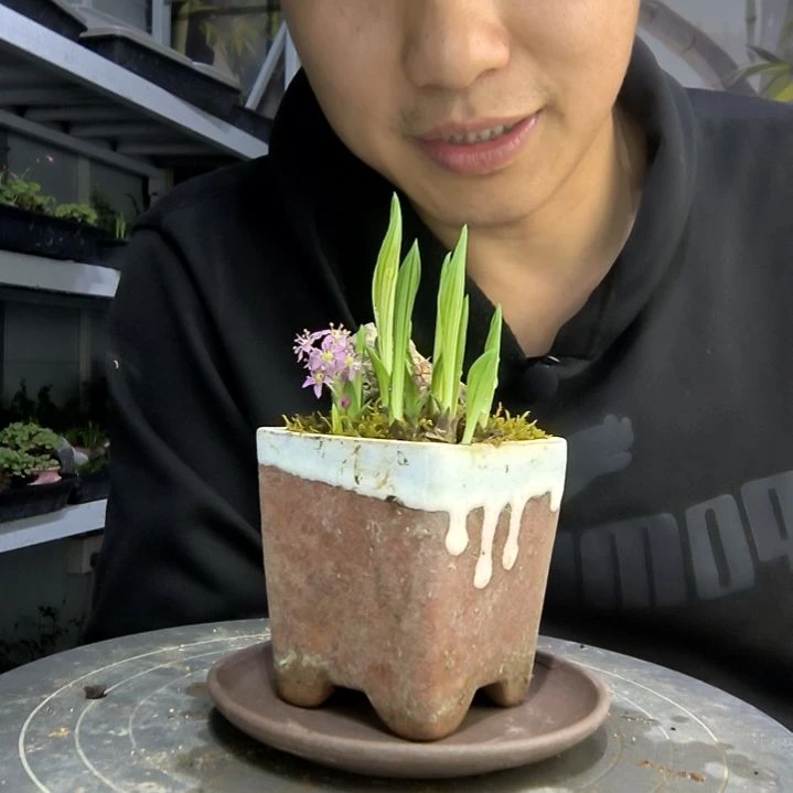 北**拳中青园艺一物一拍137