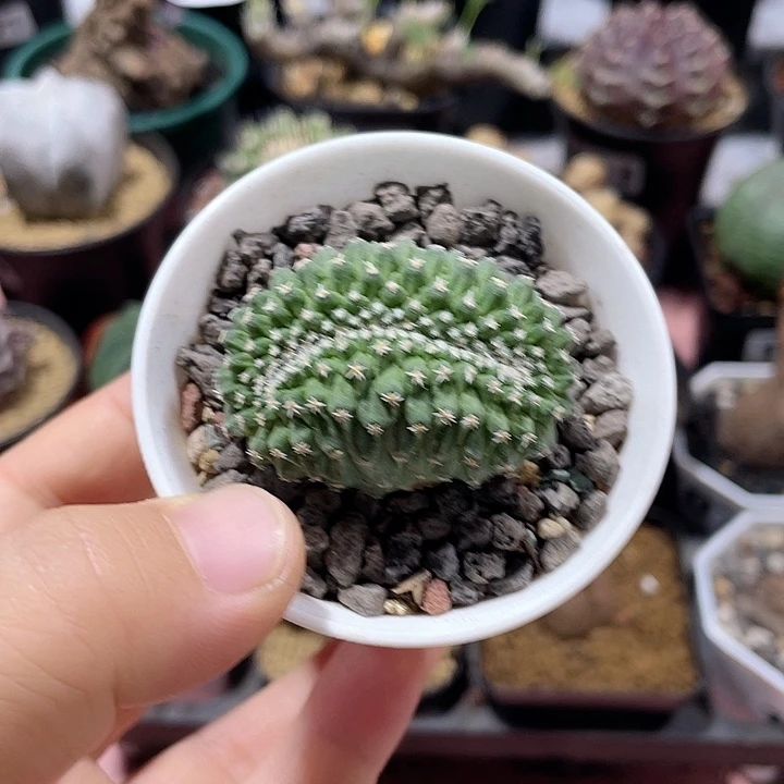 066实生菊水缀化仙人球