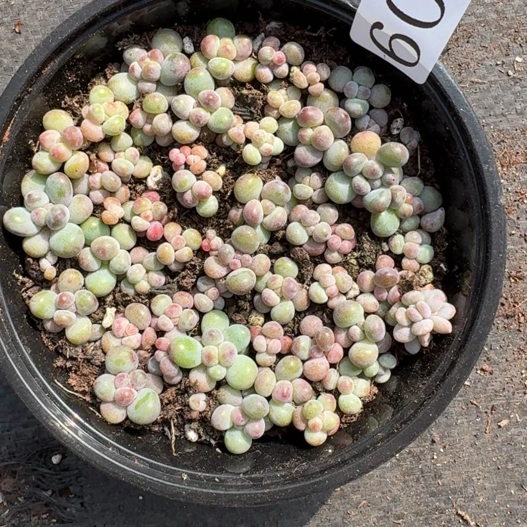 多肉植物多肉植物606