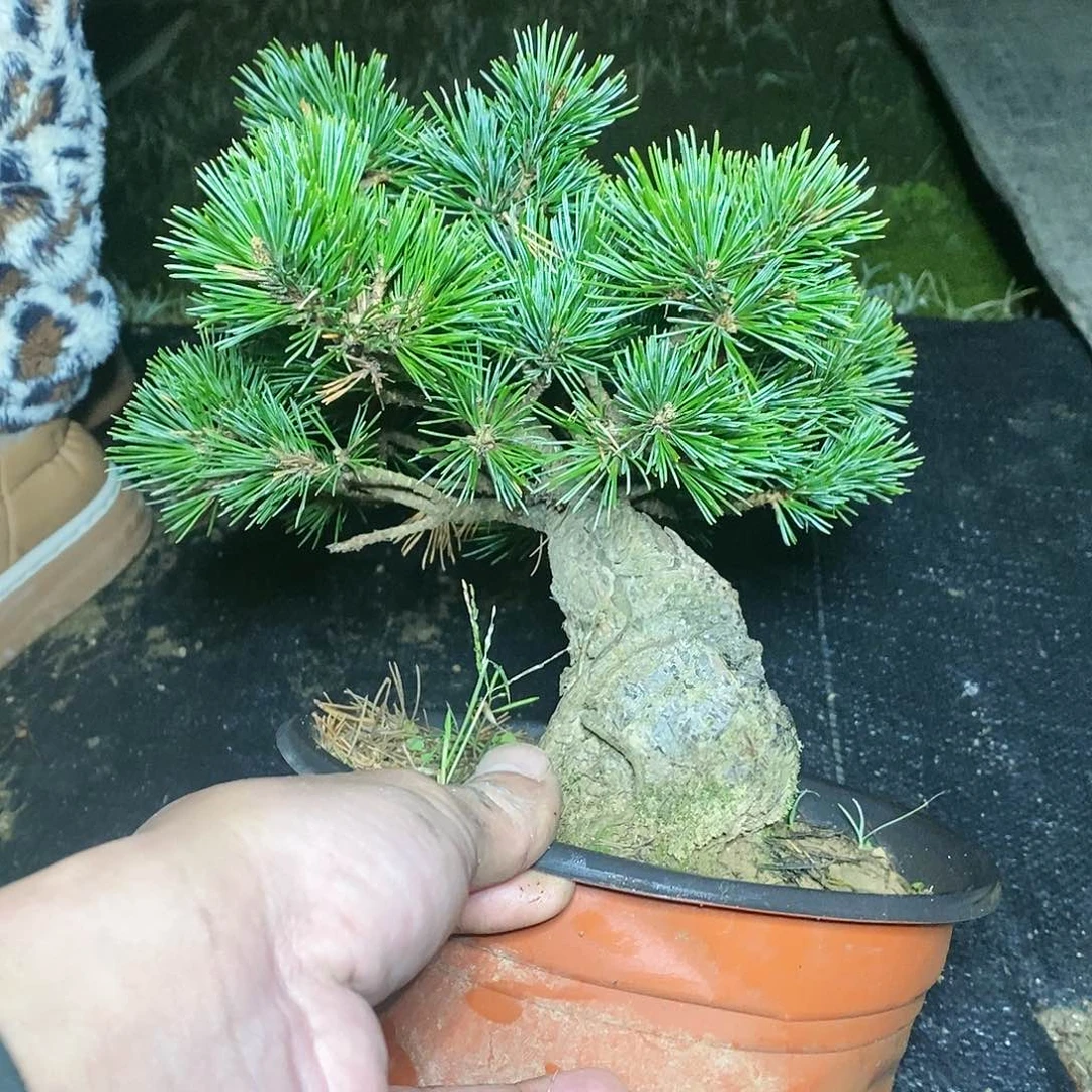 【闪购商品】无花朵