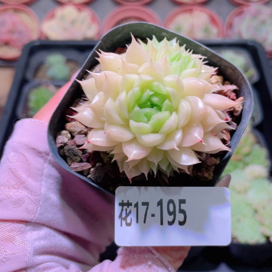 花利美17-195麦秆群