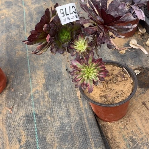 775红腹轮不包断枝