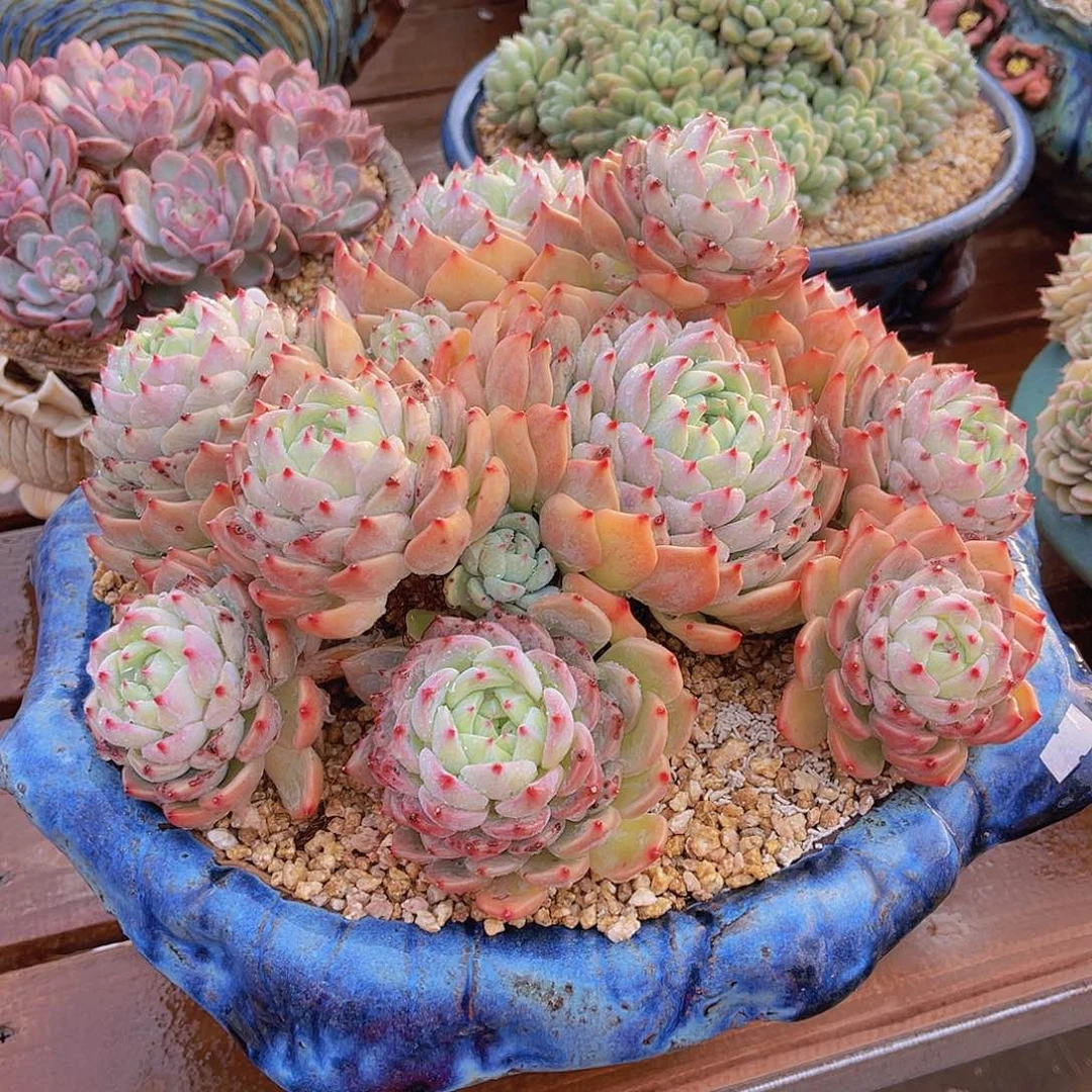 ?*然多肉杂交不带盆安