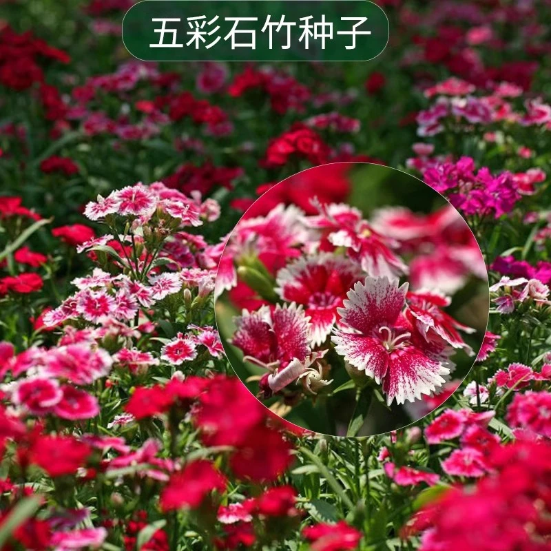 新疆西藏包邮五彩石竹种子易种活混色石竹庭院草花种籽