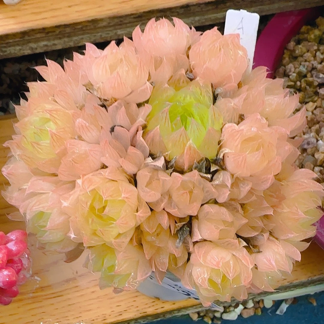 水晶实生，214，仙农出品