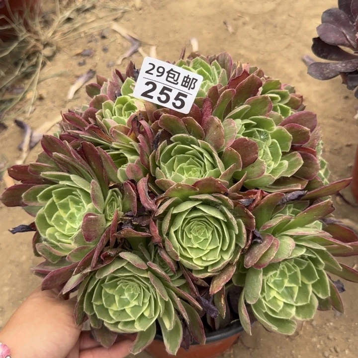 水蜜桃……多肉植物……