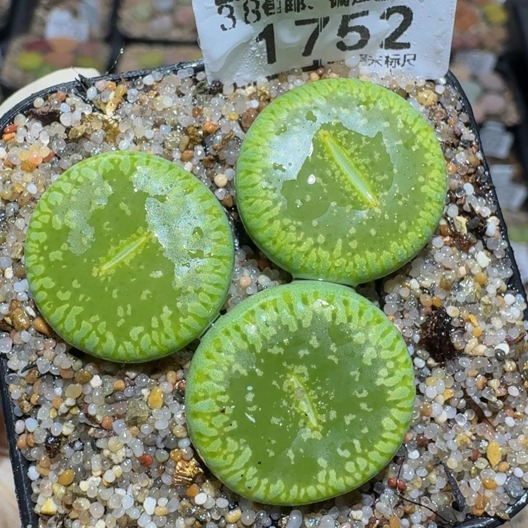 Zzzzz生石花肉锥1752