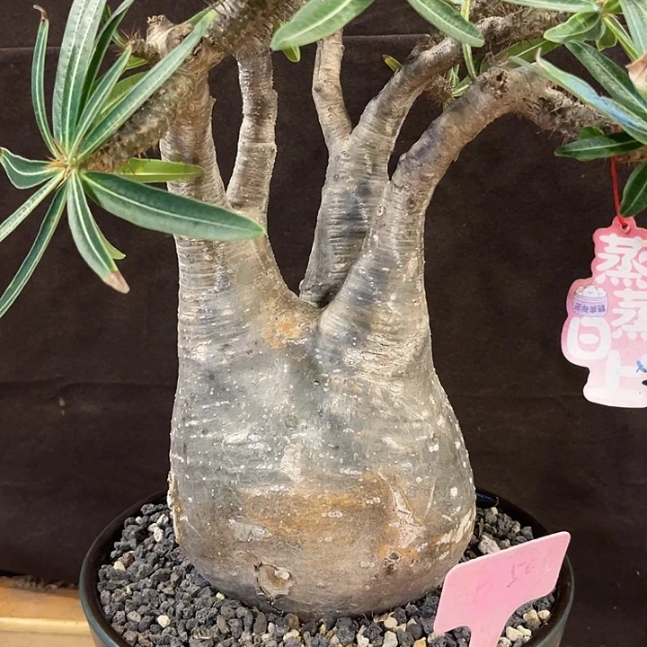 汤圆植物象牙宫原价3800炸