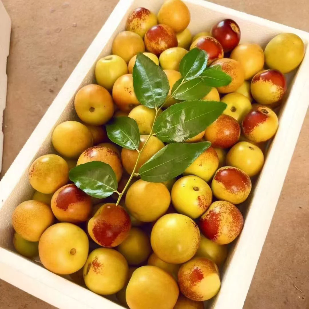 下洼冰糖冬枣沾化冬枣脆甜新鲜当季水果产地直发