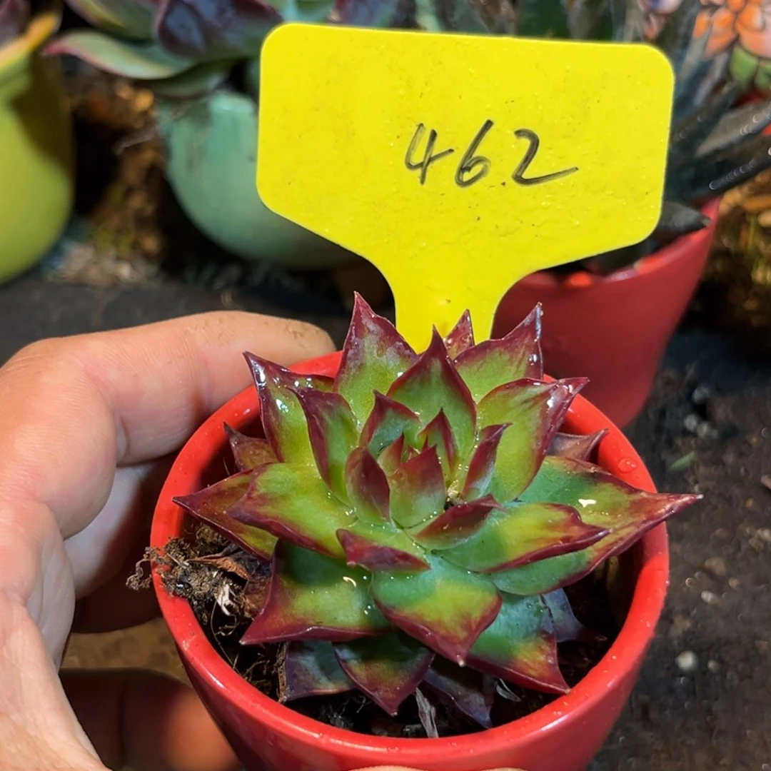 惊鸿仙子多肉植物462