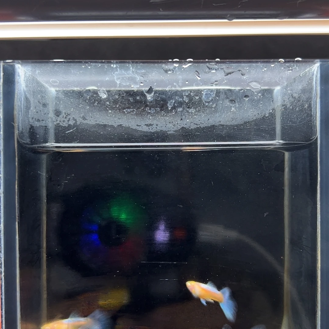 ︶***︵孔雀鱼蓝白金翅两对