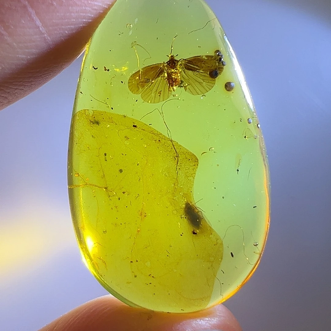 琥珀裸石未镶嵌琥珀虫珀少见棒角蝉