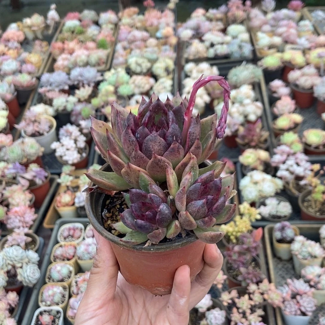 多肉一颗加单辛酉九月